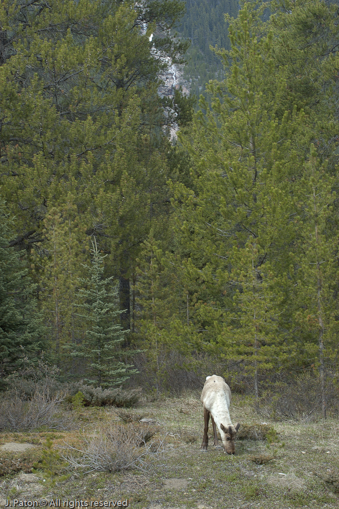   Icefield Parkway, Jasper National Park, Alberta, Canada