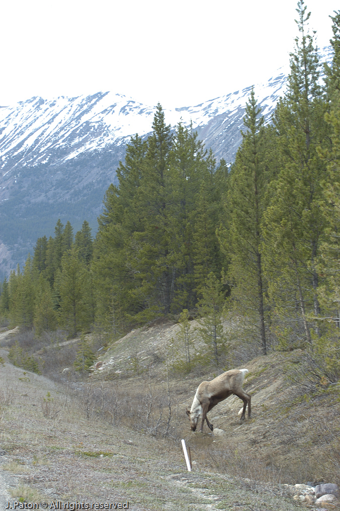    Icefield Parkway, Jasper National Park, Alberta, Canada