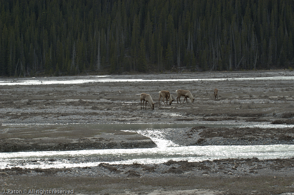    Icefield Parkway, Jasper National Park, Alberta, Canada