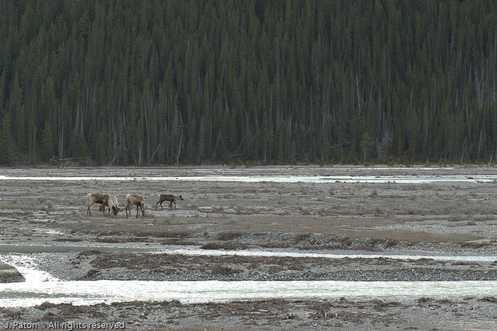    Icefield Parkway, Jasper National Park, Alberta, Canada
