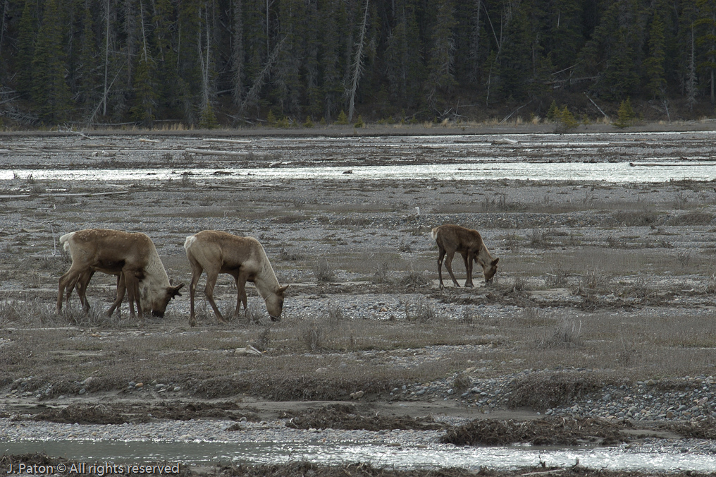    Icefield Parkway, Jasper National Park, Alberta, Canada