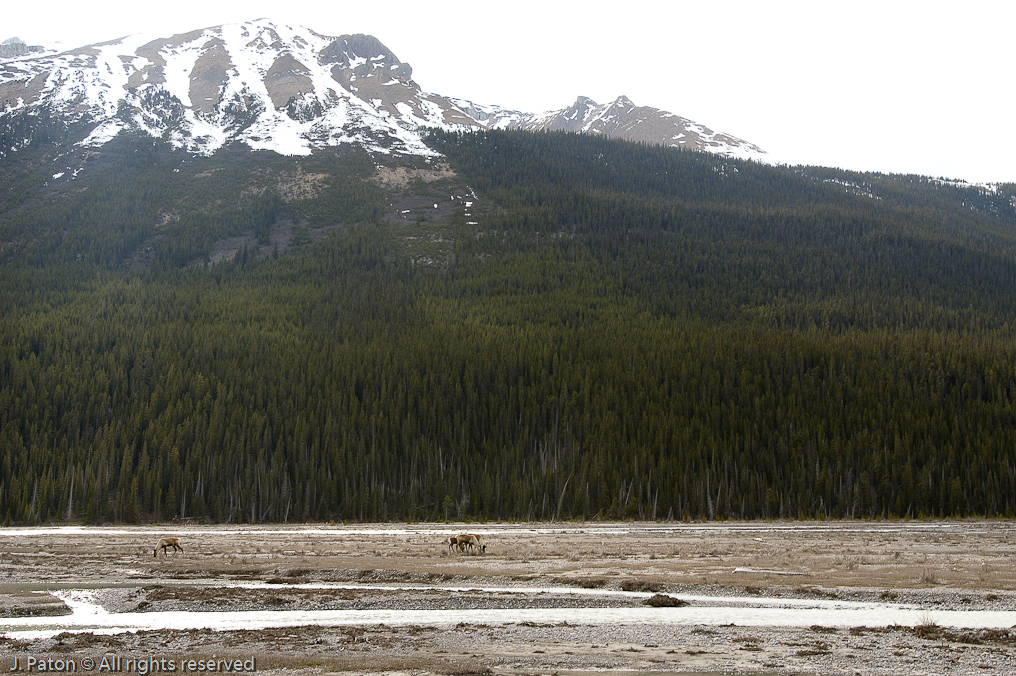 Caribou   Icefield Parkway, Jasper National Park, Alberta, Canada