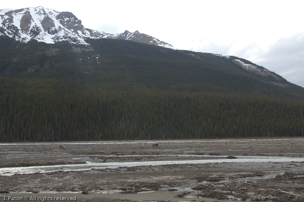    Icefield Parkway, Jasper National Park, Alberta, Canada