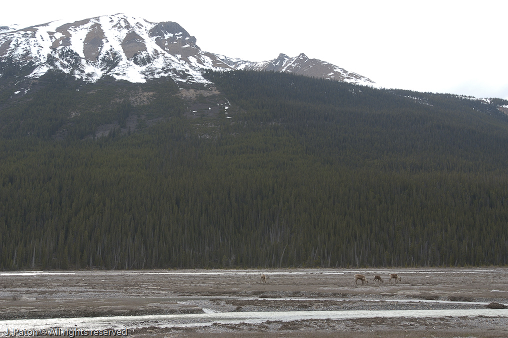    Icefield Parkway, Jasper National Park, Alberta, Canada