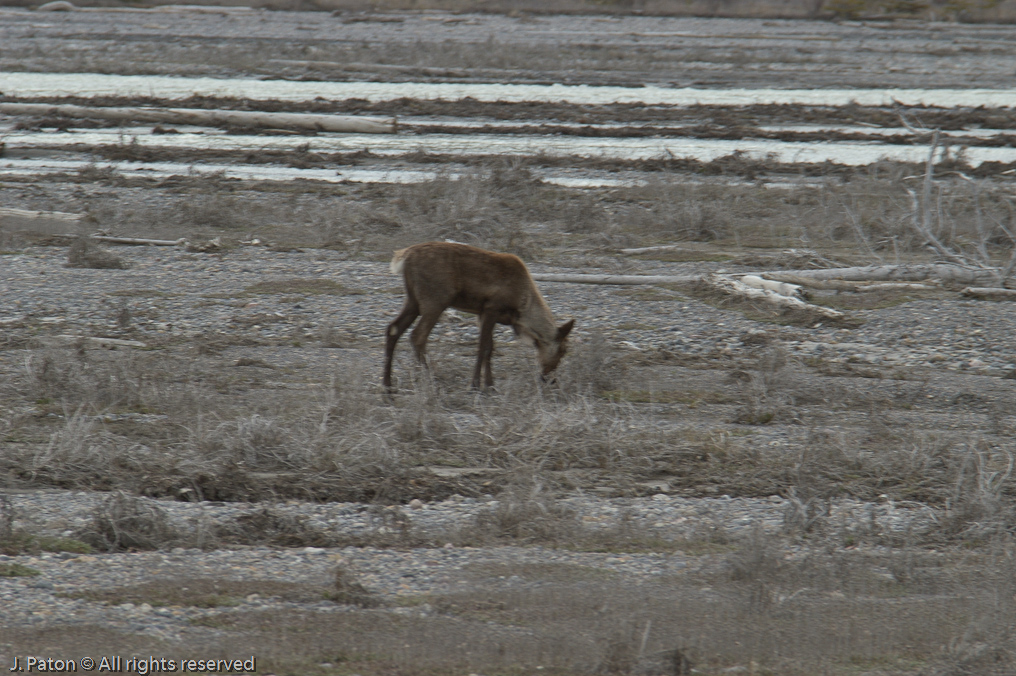    Icefield Parkway, Jasper National Park, Alberta, Canada