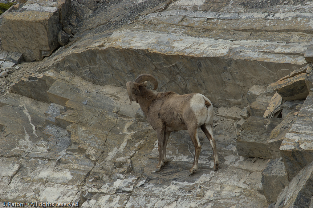 Bighorn Sheep   Icefield Parkway, Jasper National Park, Alberta, Canada