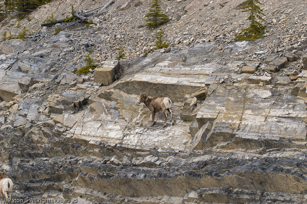 Roadside Bighorn Sheep   Icefield Parkway, Jasper National Park, Alberta, Canada