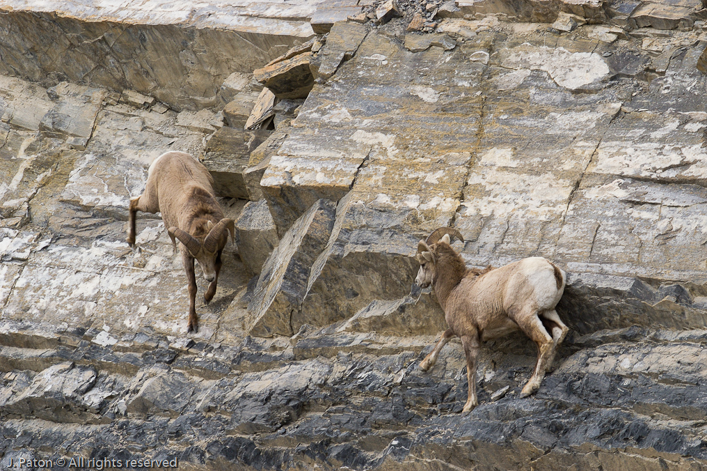    Icefield Parkway, Jasper National Park, Alberta, Canada