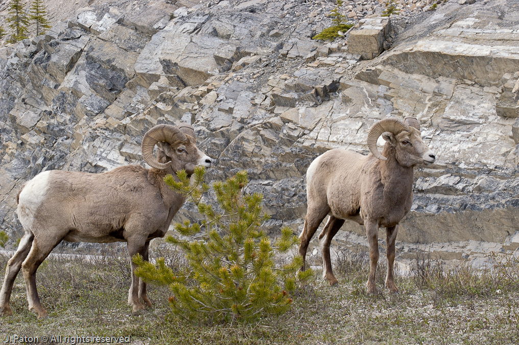 Bighorn Sheep   Icefield Parkway, Jasper National Park, Alberta, Canada