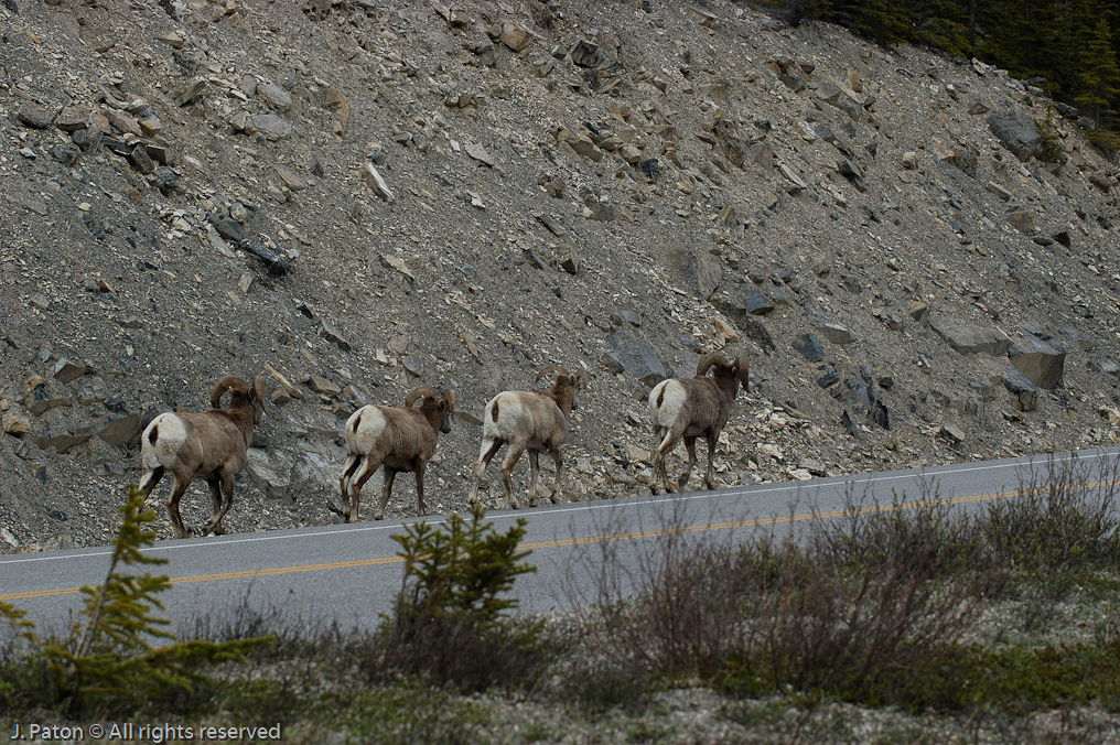 Bighorn Sheep   Icefield Parkway, Jasper National Park, Alberta, Canada