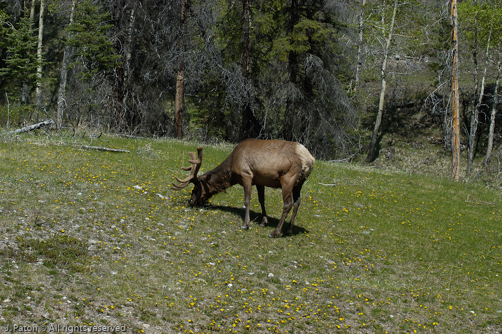 Elk   Banff National Park, Alberta, Canada
