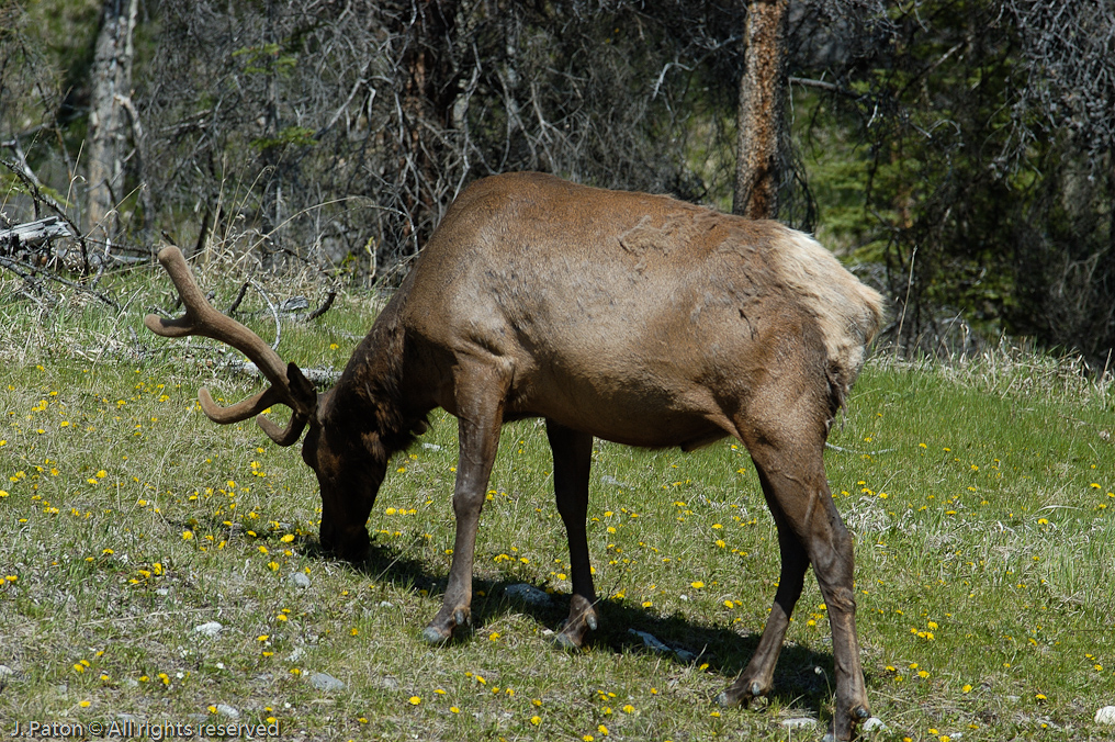 Elk   Banff National Park, Alberta, Canada