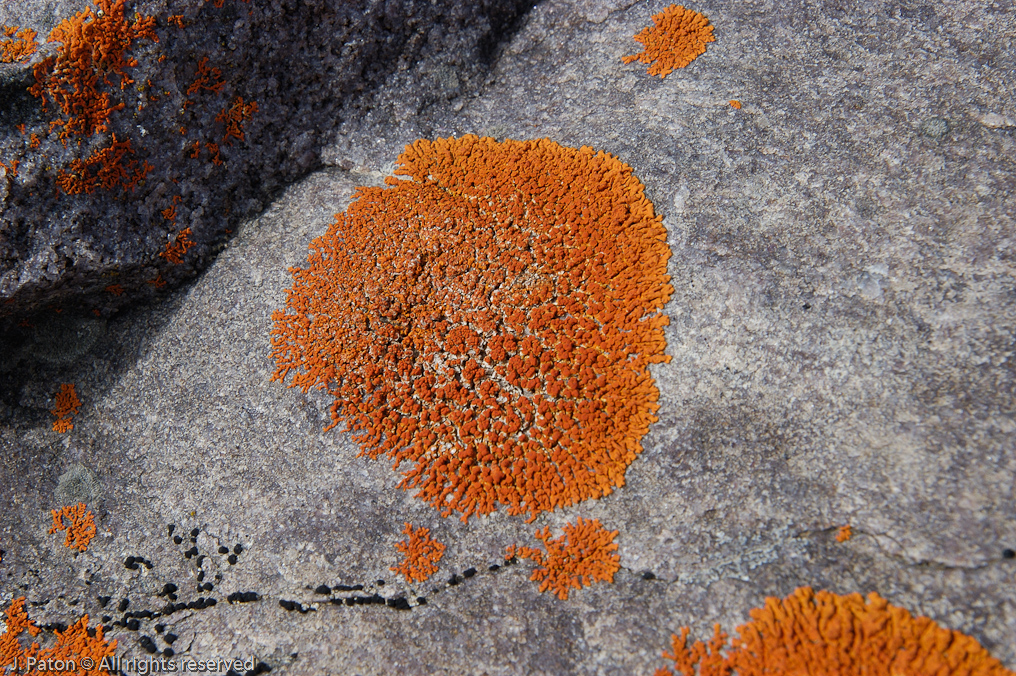 Lichen   Banff National Park, Alberta, Canada