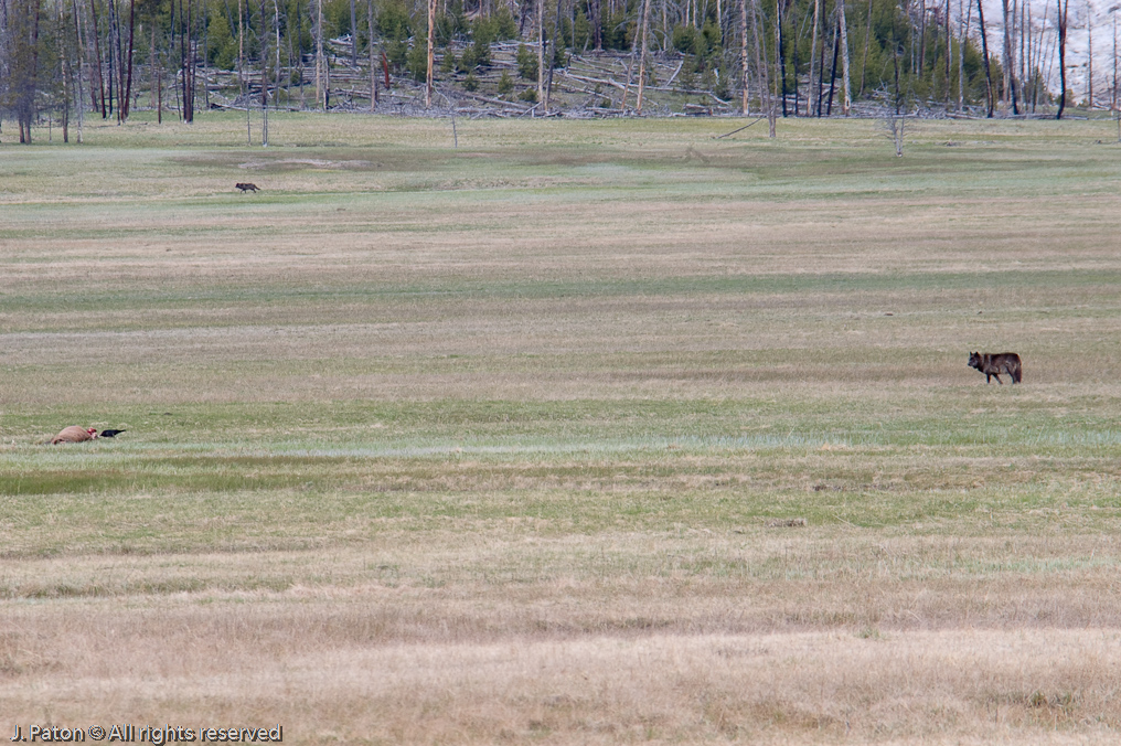 Wolf Near Kill   Yellowstone National Park, Wyoming