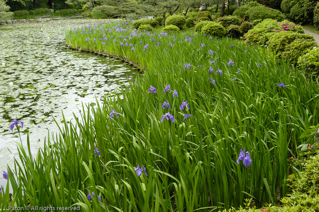 Irises Near Heian Jingu Shrine   Kyoto, Japan