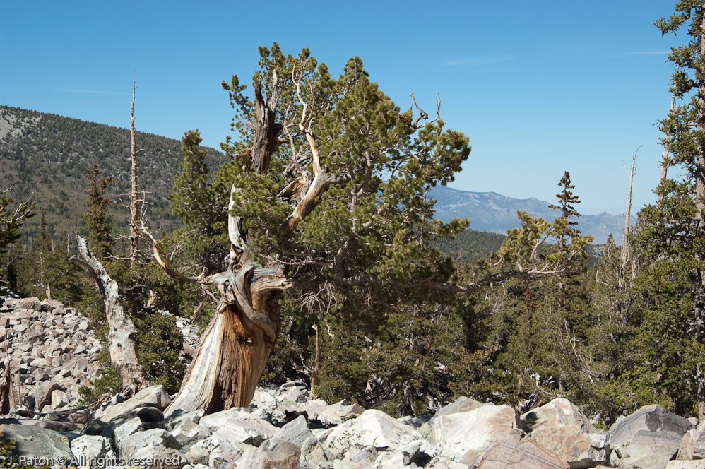 Bristlecone Pine   Great Basin National Park, Nevada