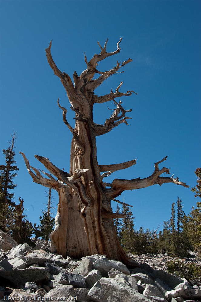 Dead For a long time   Great Basin National Park, Nevada