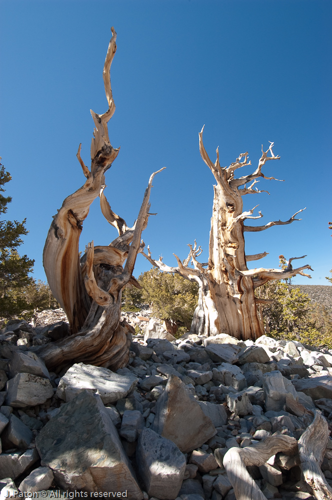 Mostly Dead Bristlecone Pine   Great Basin National Park, Nevada
