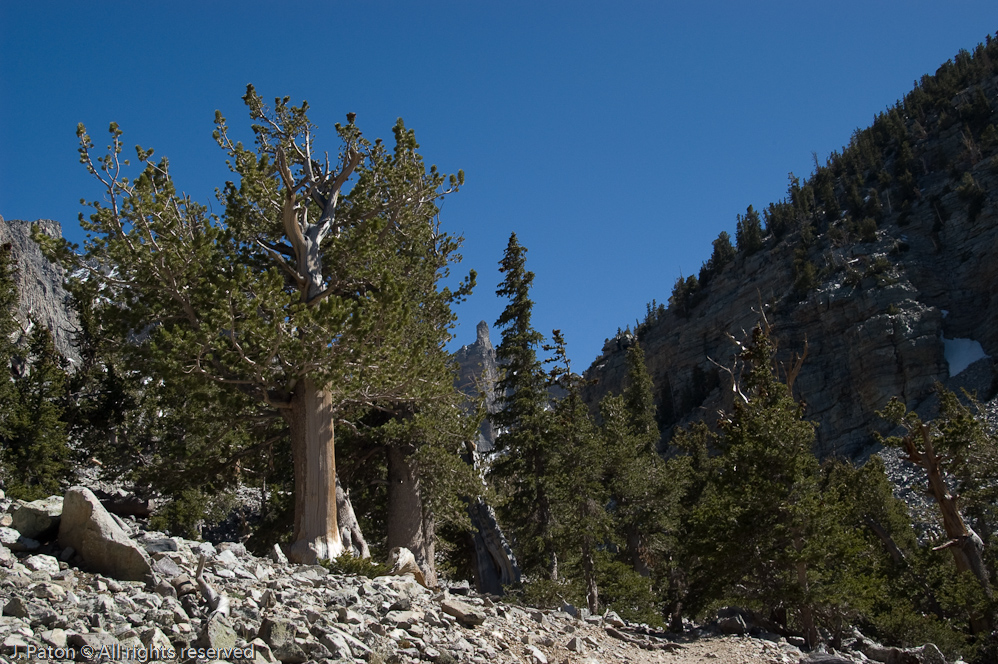 First Glimpse of Wheeler Peak   Great Basin National Park, Nevada