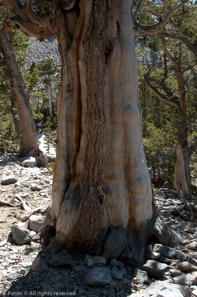 Narrow Strip of Life   Great Basin National Park, Nevada