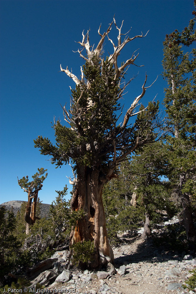 Bristlecone Pine   Great Basin National Park, Nevada