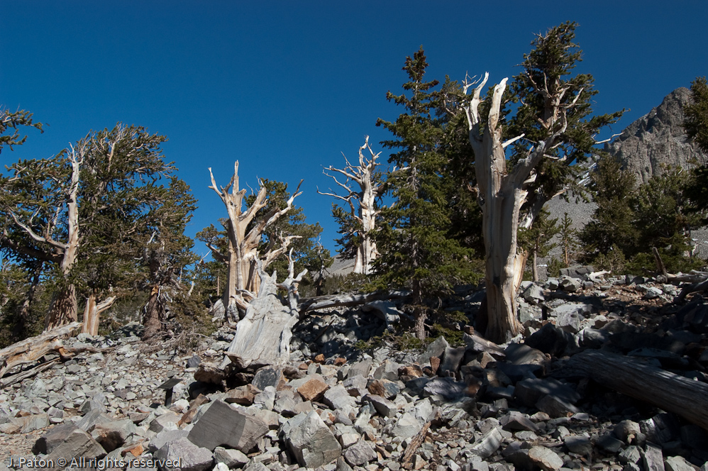 Bristlecone Pine 