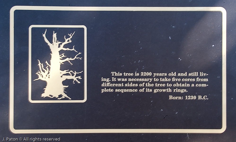 Tree Age   Great Basin National Park, Nevada