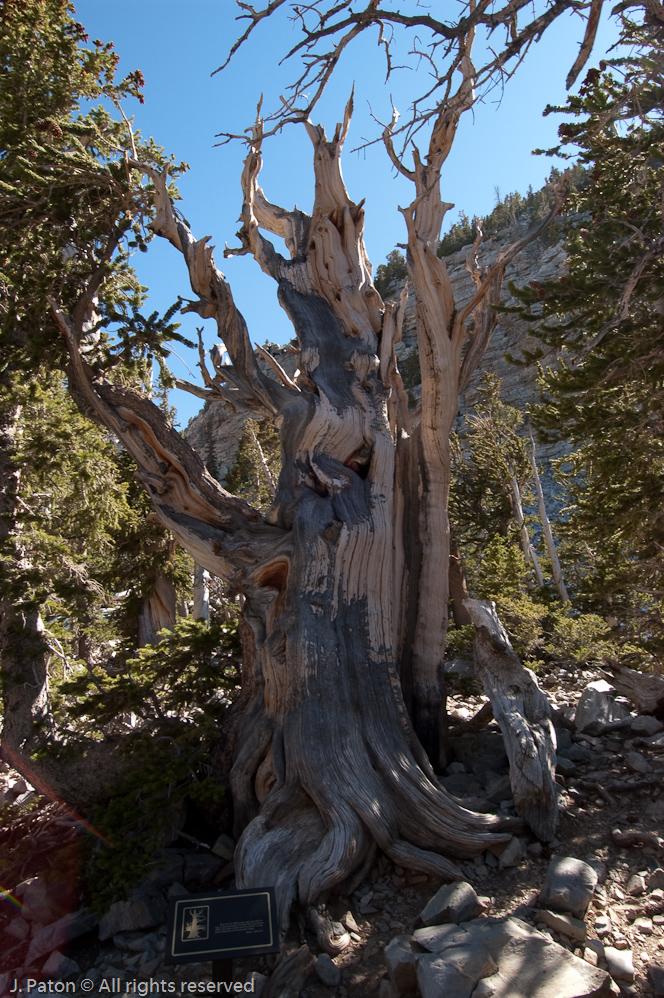 3200 Year Old Bristlecone Pine   Great Basin National Park, Nevada
