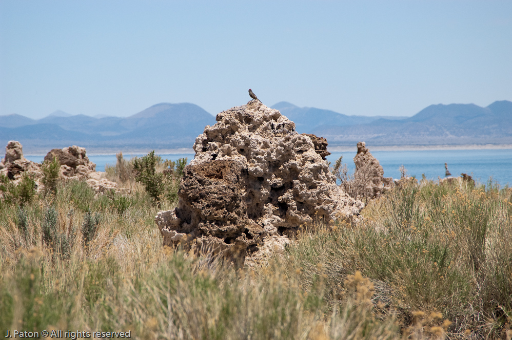 First Tufa Closeup   Mono Lake State Natural Reserve, California