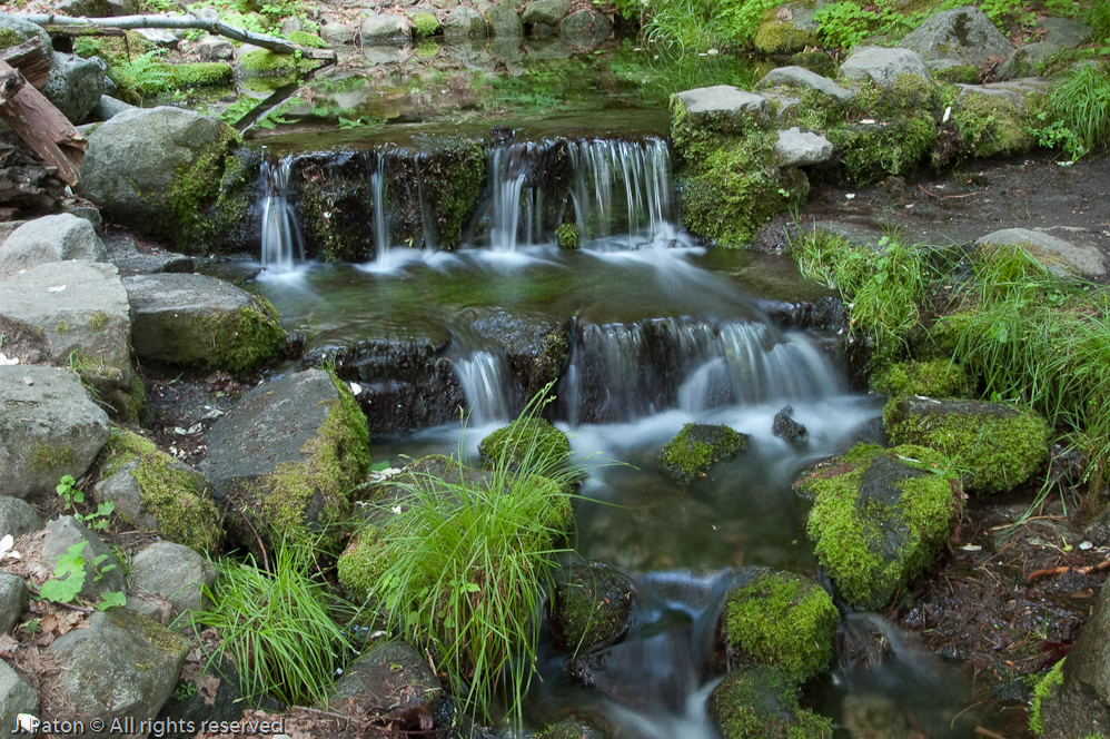 Fern Spring   Yosemite National Park, California