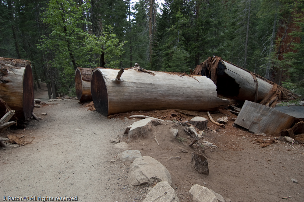 Broken Tree   Mariposa Grove, Yosemite National Park, California