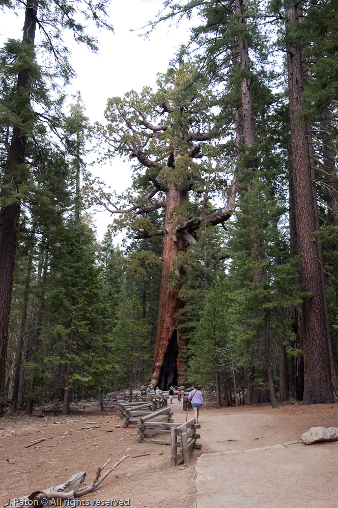 First Look at the Grizzly Giant   Mariposa Grove, Yosemite National Park, California