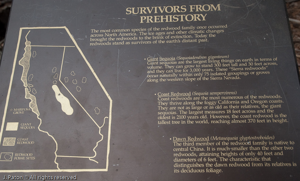    Mariposa Grove, Yosemite National Park, California