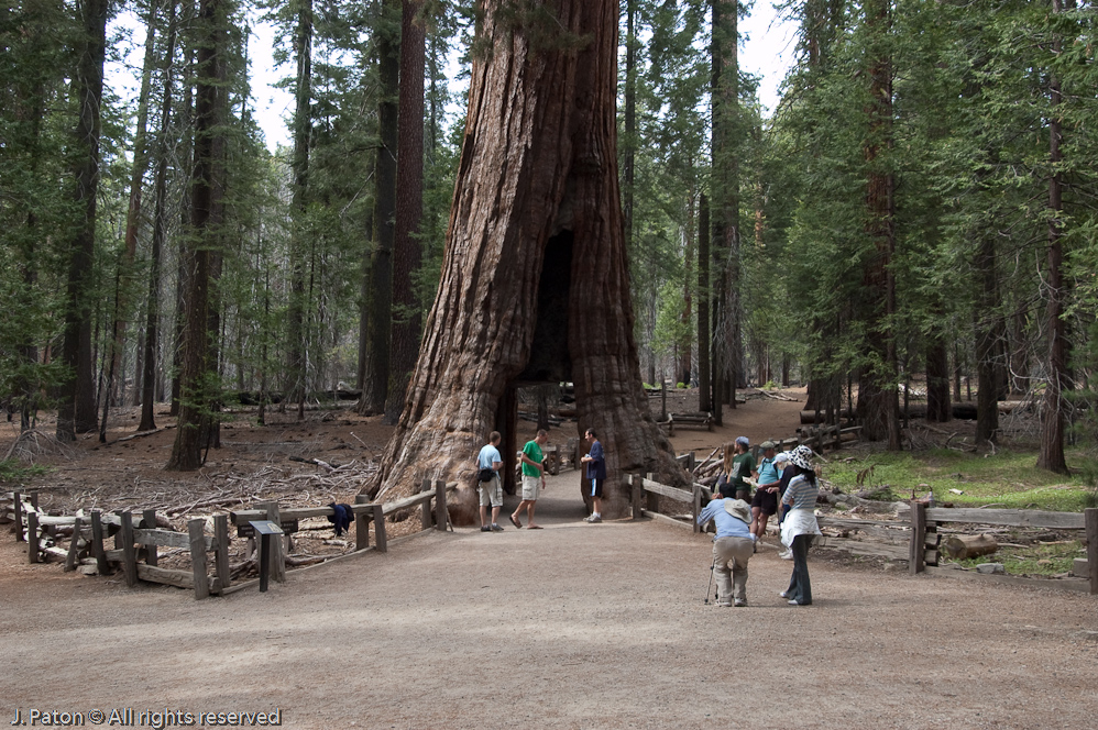 Popular Spot   Mariposa Grove, Yosemite National Park, California