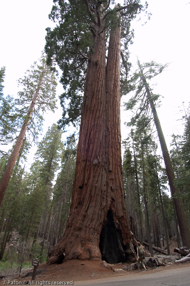 Faithful Couple   Mariposa Grove, Yosemite National Park, California