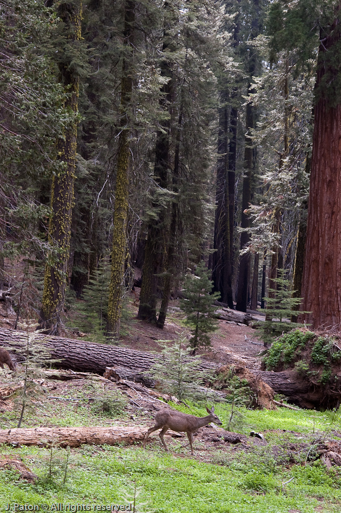 Deer in Mariposa grove   Mariposa Grove, Yosemite National Park, California