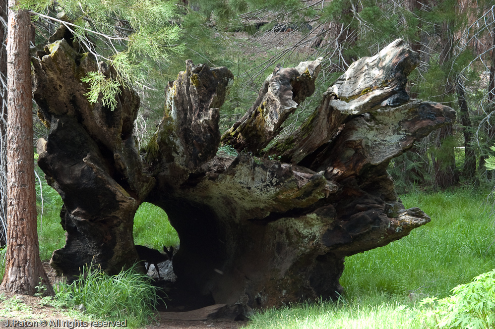 Deer Through Tree   Mariposa Grove, Yosemite National Park, California