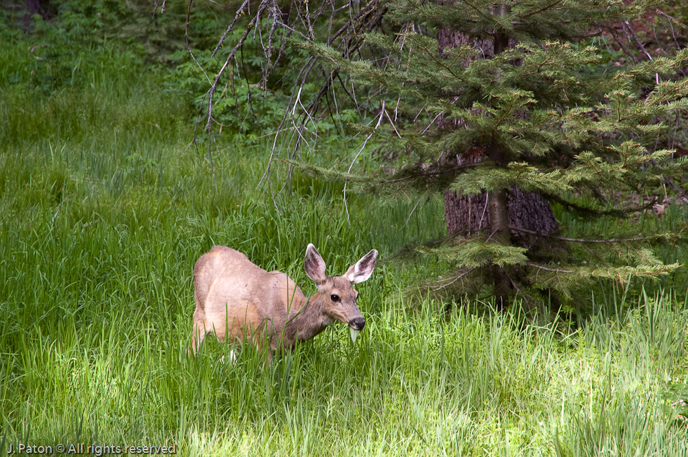 Munching Away   Mariposa Grove, Yosemite National Park, California