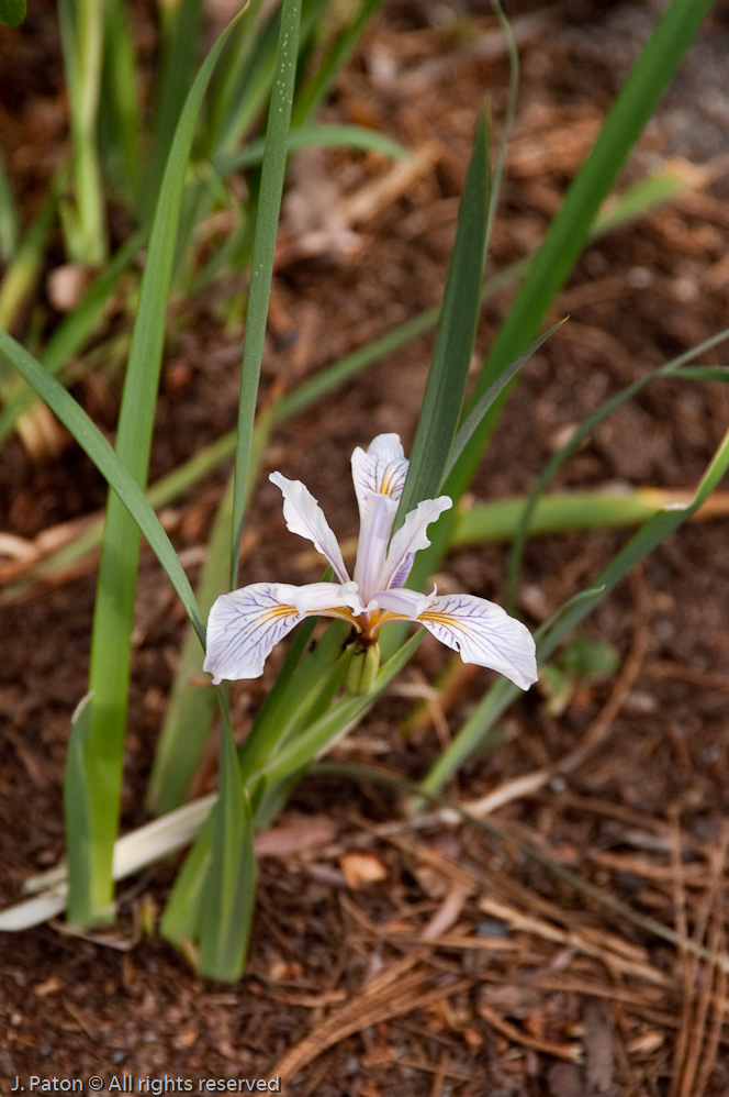 Iris in the wild   Mariposa Grove, Yosemite National Park, California