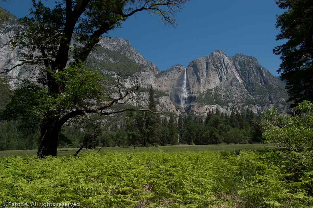 Yosemite Falls and Ferns   Yosemite National Park, California