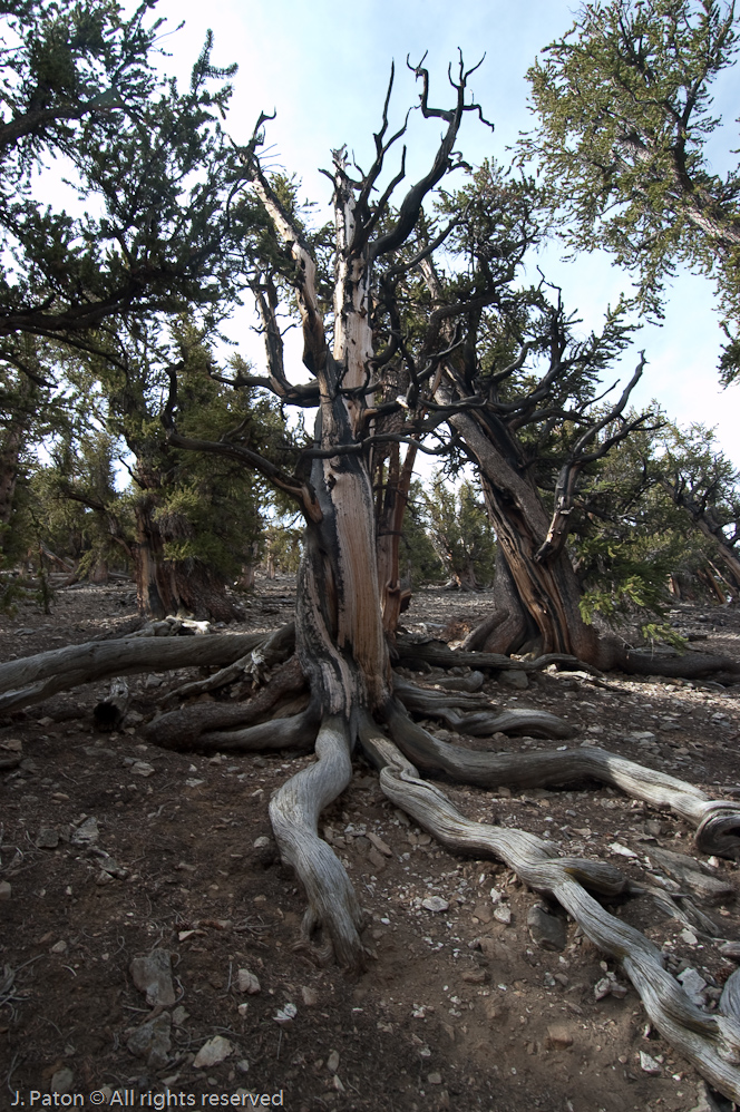 Bristlecone Roots   White Mountains, Inyo National Forest, California