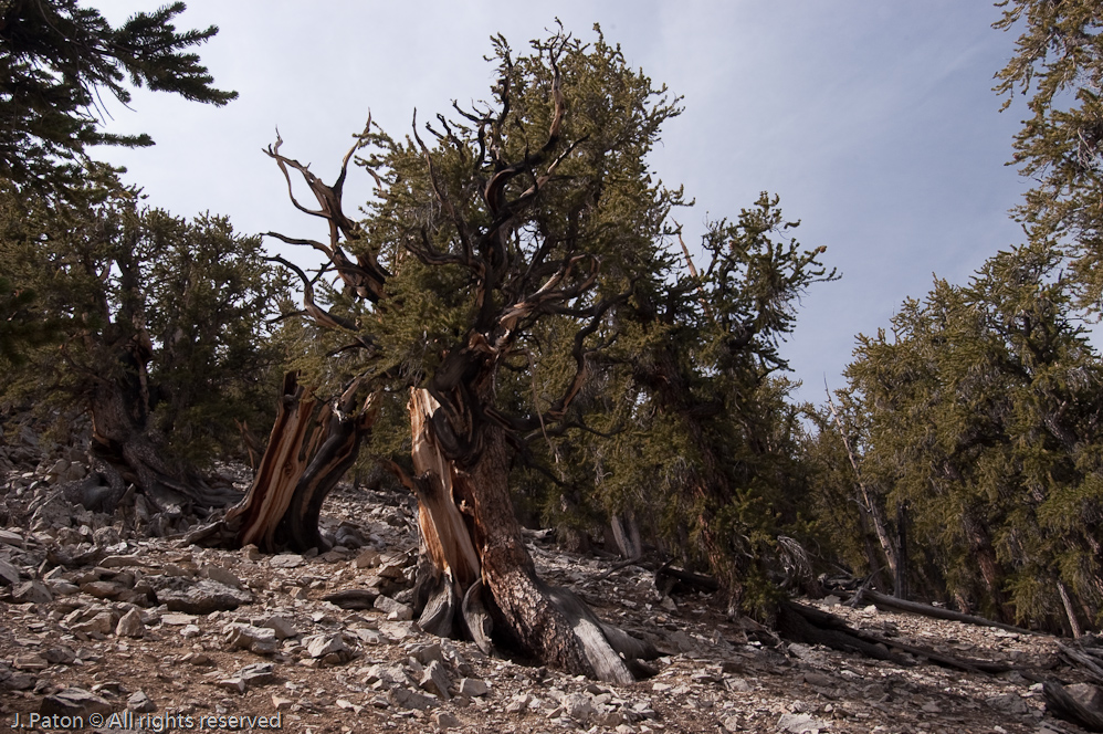 Bristlecone Point on the Methuselah Walk, Schulman Grove   White Mountains, Inyo National Forest, California