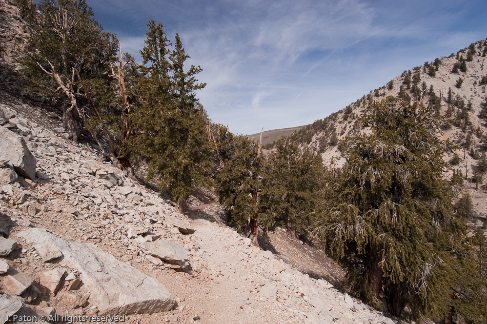 Methuselah Walk, Schulman Grove   White Mountains, Inyo National Forest, California