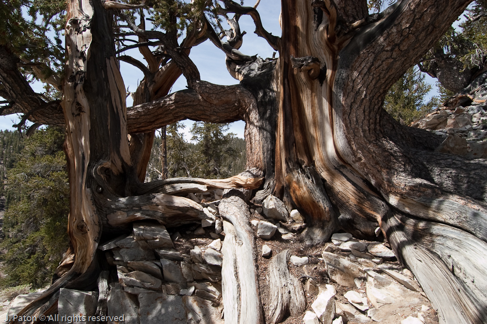 Bristlecone Pines
Methuselah Walk, Schulman Grove   White Mountains, Inyo National Forest, California