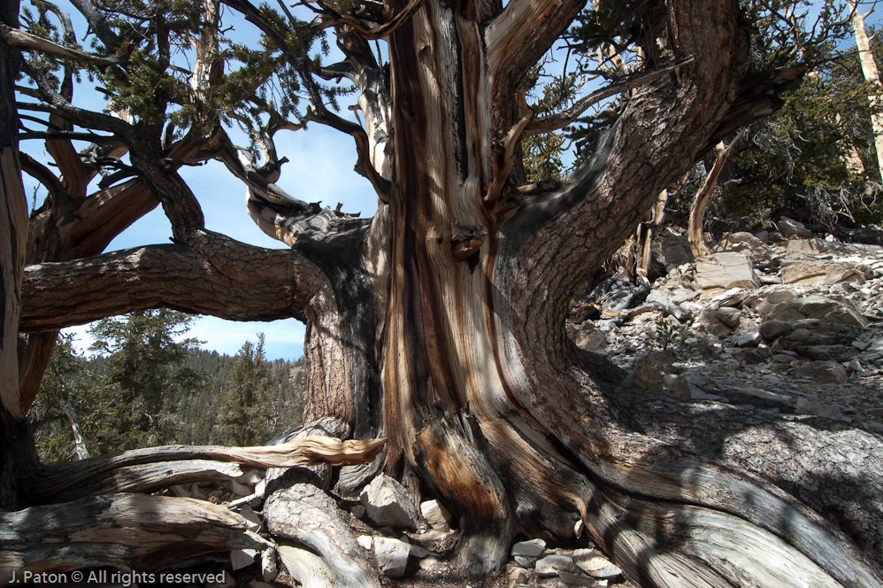 Deadwood   White Mountains, Inyo National Forest, California