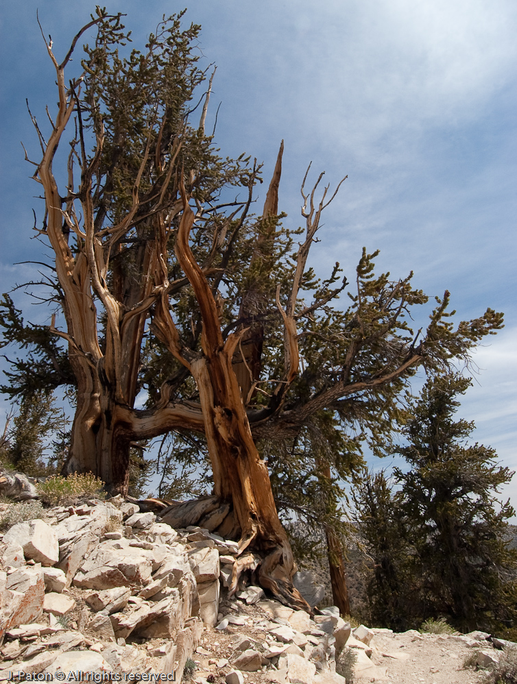 Methuselah Walk, Schulman Grove   White Mountains, Inyo National Forest, California