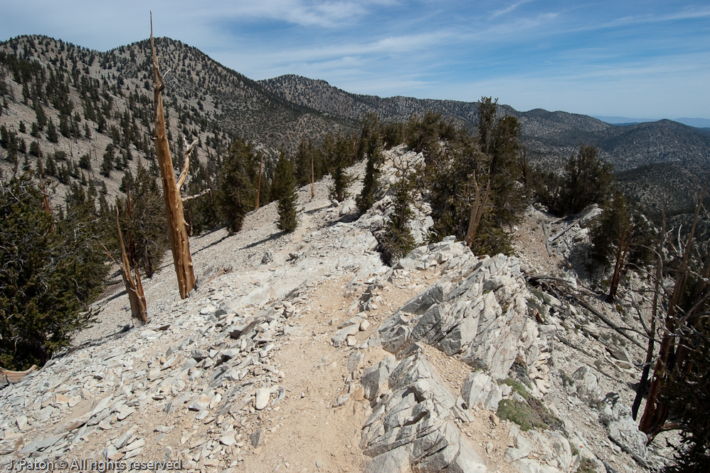 Ridge on Methuselah Walk, Schulman Grove   White Mountains, Inyo National Forest, California