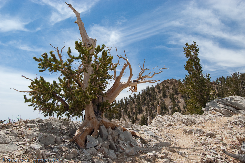 Methuselah Walk, Schulman Grove   White Mountains, Inyo National Forest, California