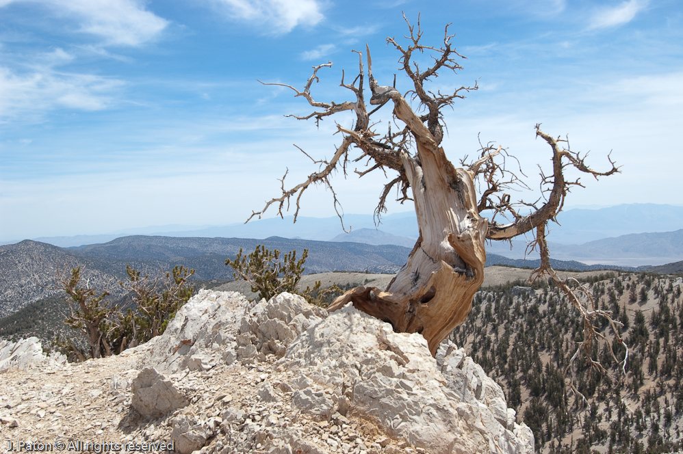 Methuselah Walk, Schulman Grove   White Mountains, Inyo National Forest, California
