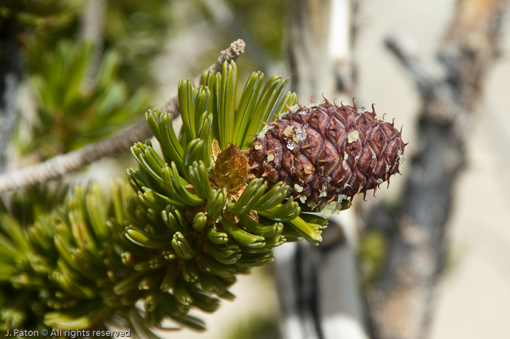 A Bristlecone   White Mountains, Inyo National Forest, California